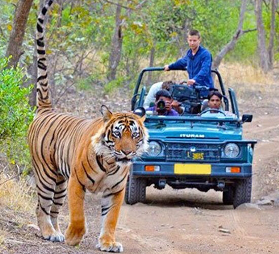 Wildlife Safari at Jim Corbett