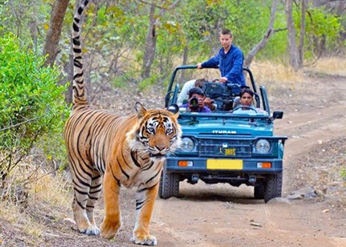 Wildlife Safari at Jim Corbett